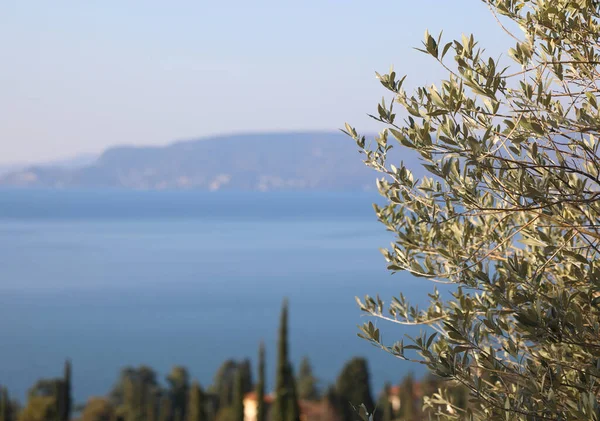 橄榄枝和加尔达湖的全景 那里产的橄榄油非常棒 举世瞩目 — 图库照片