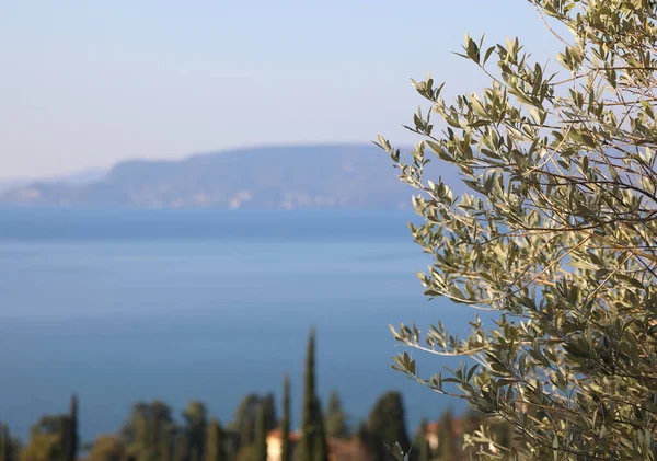 Ramo Oliveira Panorama Lago Garda Onde Excelente Azeite Produzido Muito — Fotografia de Stock