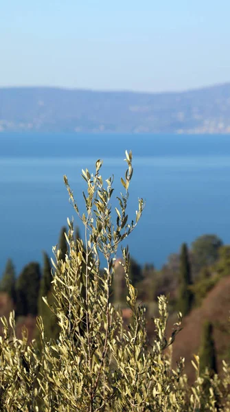 Rama Olivo Panorama Del Lago Garda Donde Produce Excelente Aceite — Foto de Stock