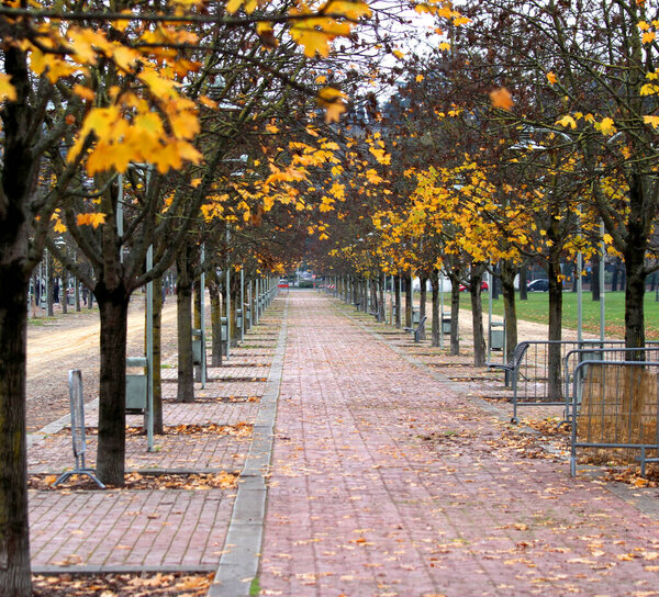 trees with yellow leaves falling in autumn on a city park