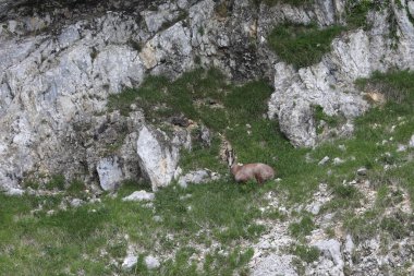 Yüksek dağlardaki genç papağanlar baharda kayaların arasında kendilerini kamufle ederler.