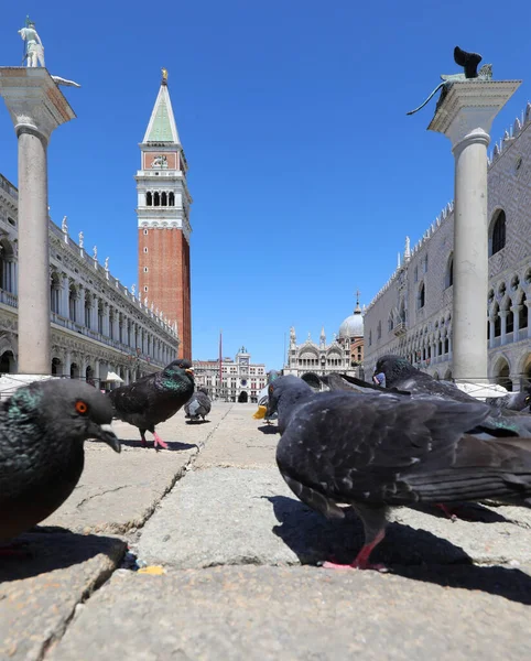 威尼斯广场封锁期间 城市里的鸽子在寻找面包屑 圣马可的钟楼也很大 — 图库照片