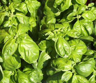 Bahçıvan tarafından satılacak pek çok yeşil fesleğen yapraklarının arkaplanı