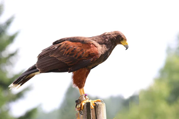 Harris Buzzard Resting Perch Profile Long Yellow Gray Beak — Stock Photo, Image