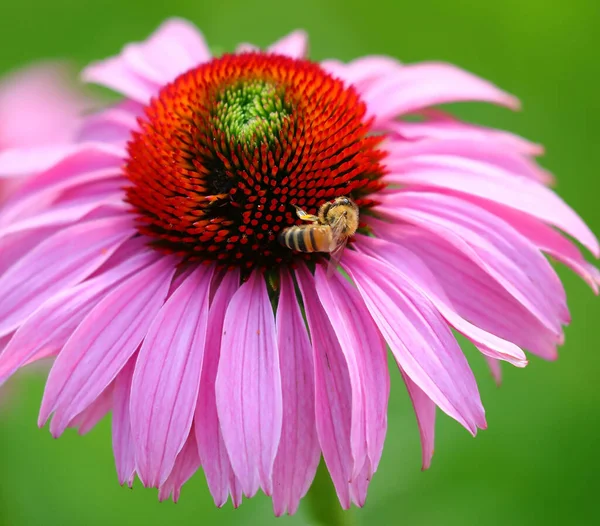 Ape Succhiare Nettare Dal Fiore Produrre Miele Fotografato Con Tecnica — Foto Stock