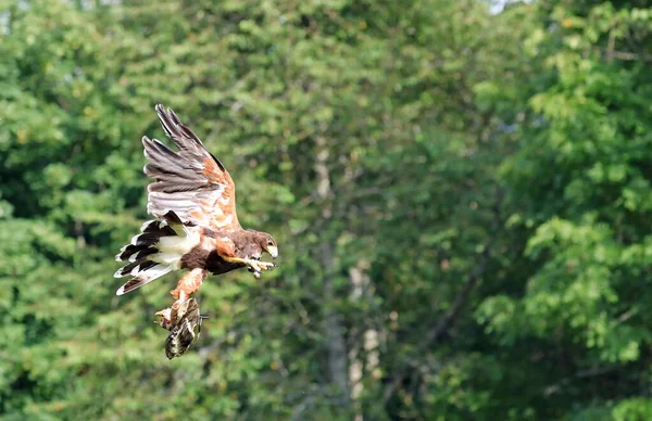 Big Harris Buzzard Flying Has Prey Its Claws Capturing — Stock Photo, Image