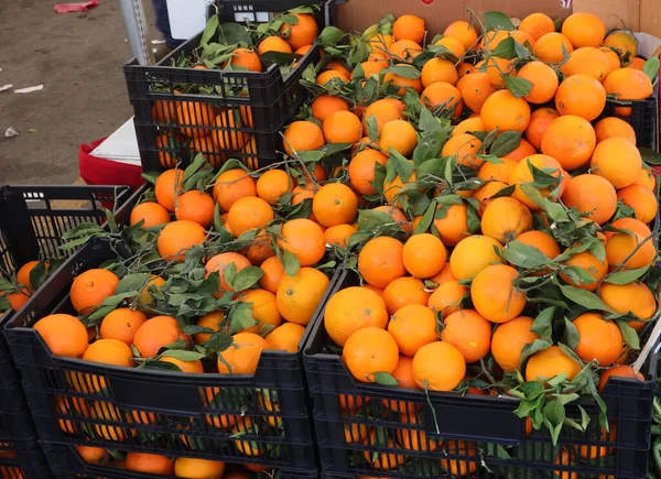 Органические Апельсины Выращенные Методами Которые Связаны Использованием Токсичных Химикатов Зеленых — стоковое фото