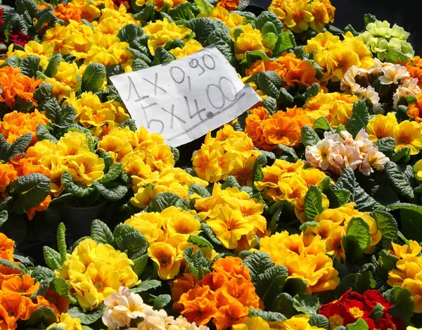 Bloeiende Primeurs Het Voorjaar Met Gekleurde Bloemblaadjes Koop Bloemenmarkt Het — Stockfoto