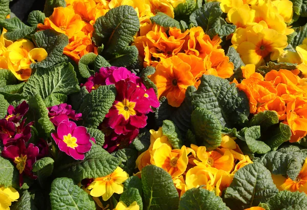 색깔의 과푸른 아름다운 꽃들이 — 스톡 사진