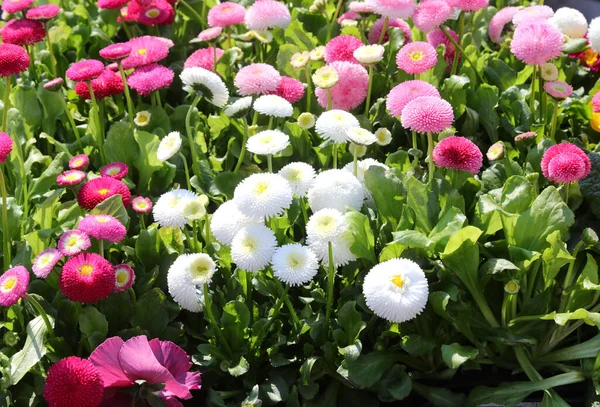 Många Krysantemum Typ Blommor Till Salu Blomstermarknaden Holland — Stockfoto