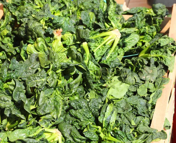 Grüne Spinatblätter Frisch Gepflückt Aus Dem Garten Einem Bio Gemüseanbau — Stockfoto