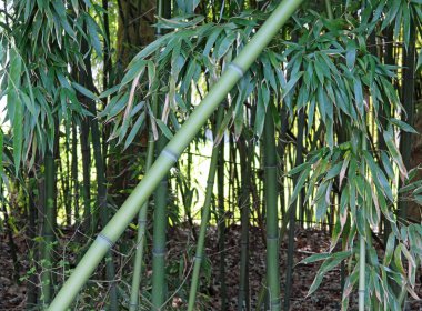 Asian Bamboo canes and green leaves which are the favorite food of pandas clipart