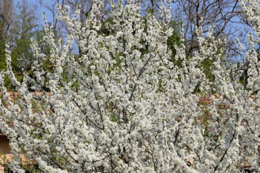 İlkbaharda elma ağacı çiçekleri