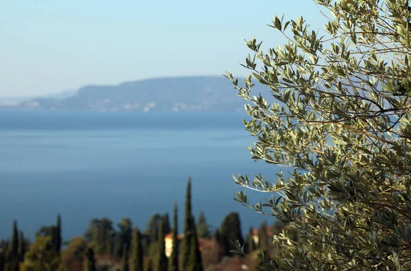 橄榄枝和加尔达湖的全景 那里盛产意大利著名的橄榄油 — 图库照片