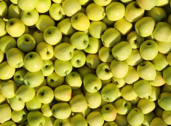 Fondo Muchas Manzanas Cultivadas Con Técnicas Orgánicas Sin Uso Productos —  Fotos de Stock