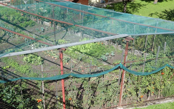 Gemüsegarten Mit Gemüseanbau Und Plastiknetz Zum Schutz Vor Hagel Und — Stockfoto