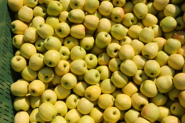 Schachtel Mit Vielen Äpfeln Die Mit Biologischen Methoden Ohne Den — Stockfoto