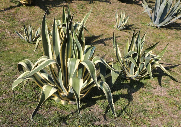 Tipikus Mediterrán Nyáron Olasz Régióban Dél — Stock Fotó