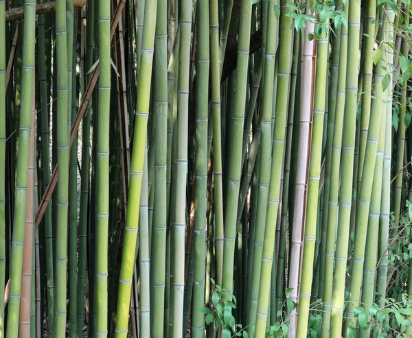 Detalj Asiatiska Vass Bambuskog — Stockfoto