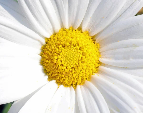 Detail Van Kroon Van Bloem Van Witte Madeliefje Gele Pollen — Stockfoto
