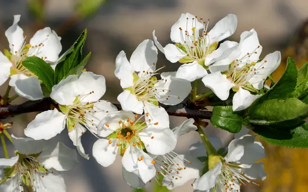 Detalhe Pequenas Flores Withe Macieira Primavera — Fotografia de Stock