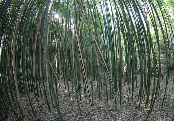 Dentro Bosque Densos Bastones Bambú Muy Altos —  Fotos de Stock