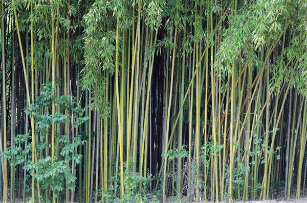 Många Bambukäppar Och Gröna Blad Som Favoritmat För Pandor Asien — Stockfoto