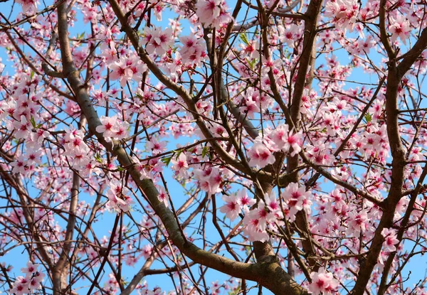 Kleine Rosa Blüten Des Pfirsichbaums Frühling — Stockfoto