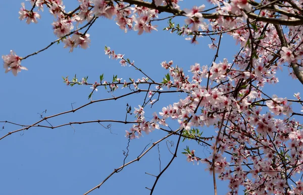 Деталь Маленьких Рожевих Квітів Персикового Дерева Навесні — стокове фото