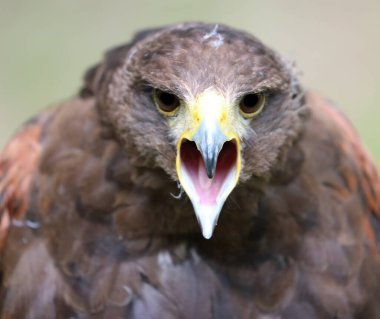 Harris Hawk adındaki yırtıcı kuşun çok yakından gagası açık ve gözleri lense sabitlenmiş.