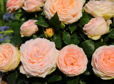 Baharda bahçede açan güllerin arkaplanı.