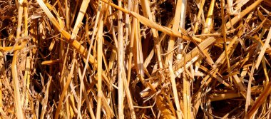 Kurumuş ot yapraklarının arka planı saman ve makro mercekle fotoğraflanmış saman