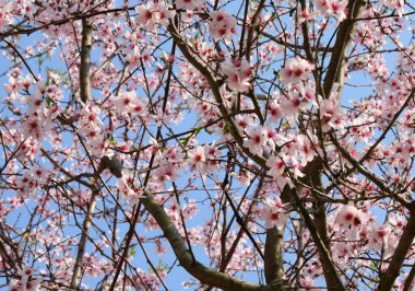 İlkbaharda dallardaki şeftali ağacının pembe çiçekleri