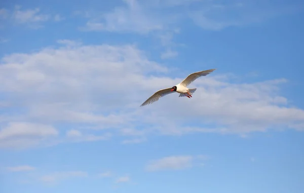 Stor Fri Svart Huvud Mås Med Öppna Vingar Flyger Högt — Stockfoto