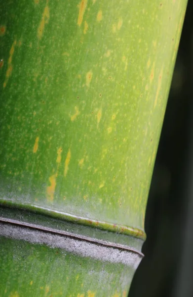 Detalj Grön Bambu Stam Fotograferad Med Makro Lins — Stockfoto