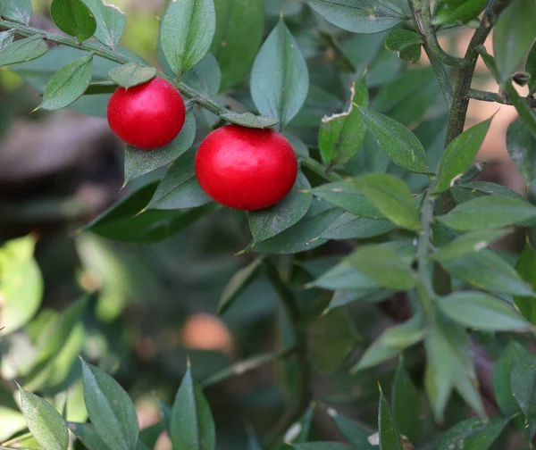 Two Large Red Holly Berries Sharp Leaves Undergrowth Photographed Macro — Stock Photo, Image