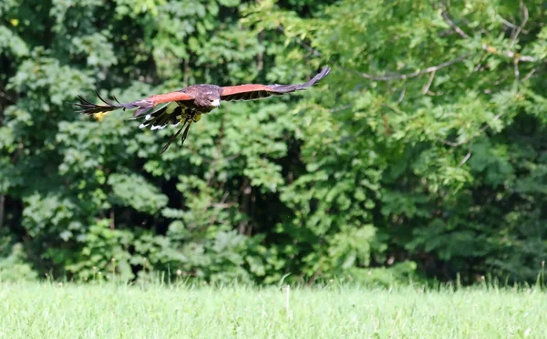Uccello Rapace Chiamato Falco Harris Poiana Mentre Vola Attraverso Boschi — Foto Stock