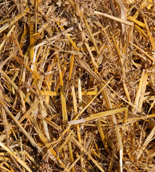 Palha Seca Feno Ideal Para Banho Feno Que Tratamento Contra — Fotografia de Stock