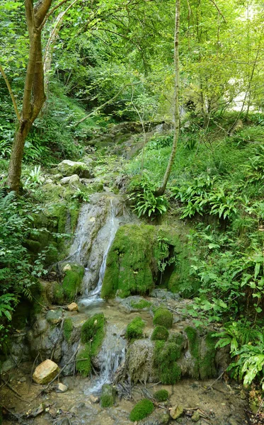 Nascente Com Água Pura Jorrando Meio Floresta Sem Pessoas Natureza — Fotografia de Stock