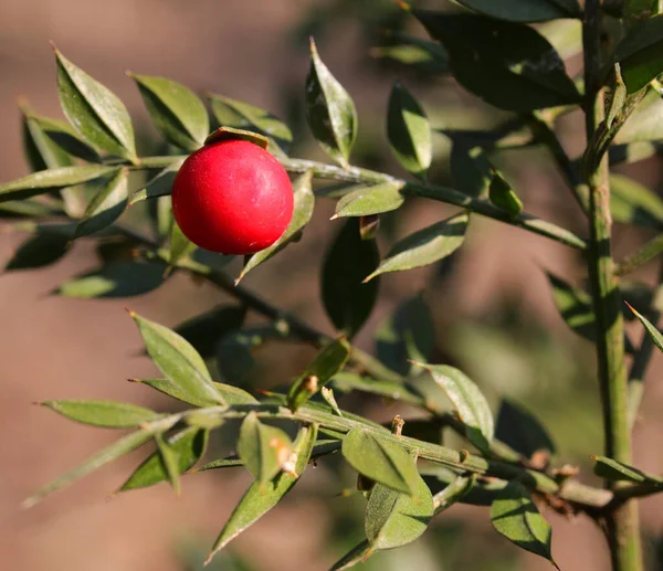 Butcher Berry Sharp Leaves Bush Christmas Symbol — Stock Photo, Image