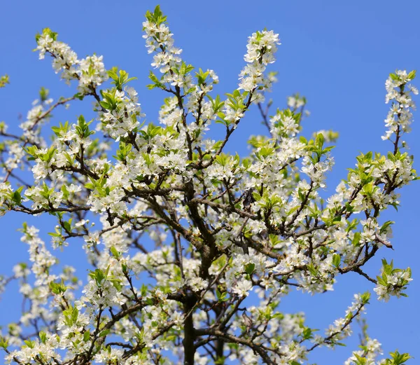 Flores Brancas Macieira Floresceu Primavera Com Céu Azul Fundo — Fotografia de Stock