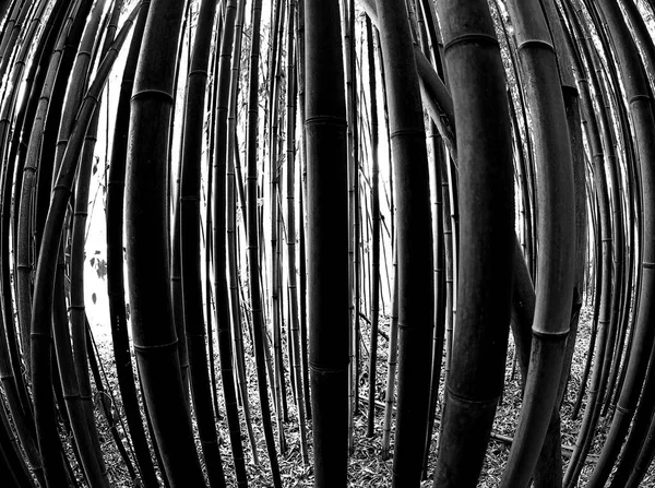 Заросли Бамбукового Леса Драматическим Черно Белым Эффектом Который Выглядит Тюрьма — стоковое фото