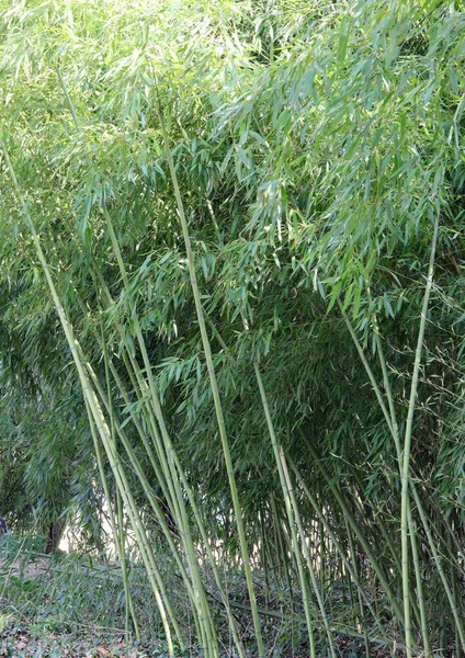 Bambu Bengalas Folhas Que São Grampo Dieta Pandas Floresta Asiática — Fotografia de Stock