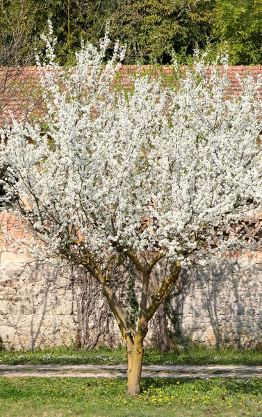 Albero Con Piccoli Fiori Bianchi Fioriti Primavera Giardino — Foto Stock