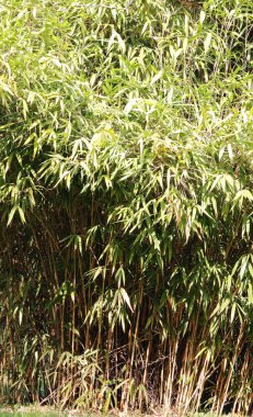 Asya ormanlarındaki panda diyetinin ana besin kaynağı olan bambu yaprakları