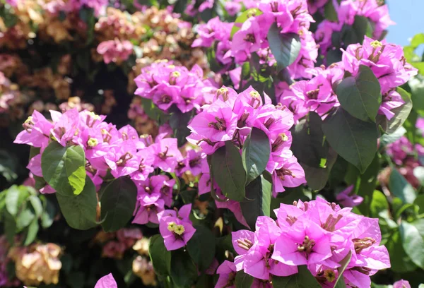 Achtergrond Van Vele Magenta Violet Bougainvillea Bloemen Het Voorjaar — Stockfoto