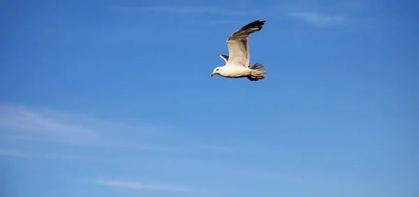 Profil Einer Großen Möwe Mit Offenen Flügeln Die Hoch Den — Stockfoto