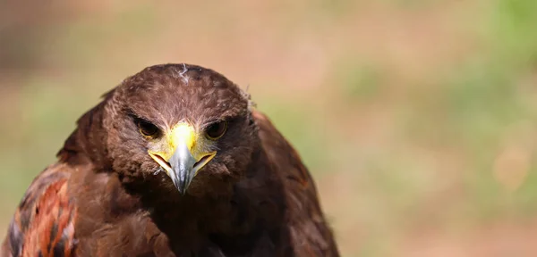 ハリス ホークと呼ばれる獲物の鳥の近くで ハリス ホークと呼ばれる獲物の鳥がくちばしを開き レンズのくちばしと目に固定された目を持つ — ストック写真