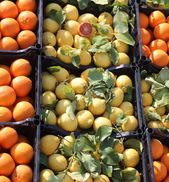 Ящики Свежими Фруктовыми Лимонами Апельсинами Продажи Киоске Овощном Рынке — стоковое фото