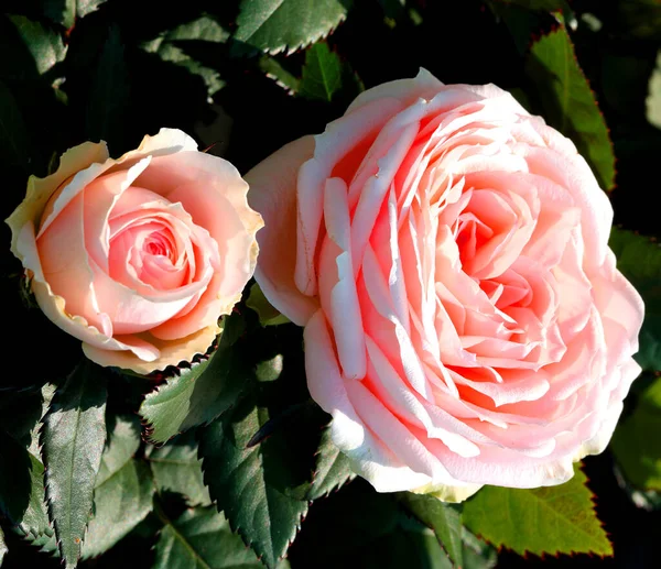 Duas Flores Rosa Rosa Floresceram Primavera Algumas Folhas Verdes Redor — Fotografia de Stock